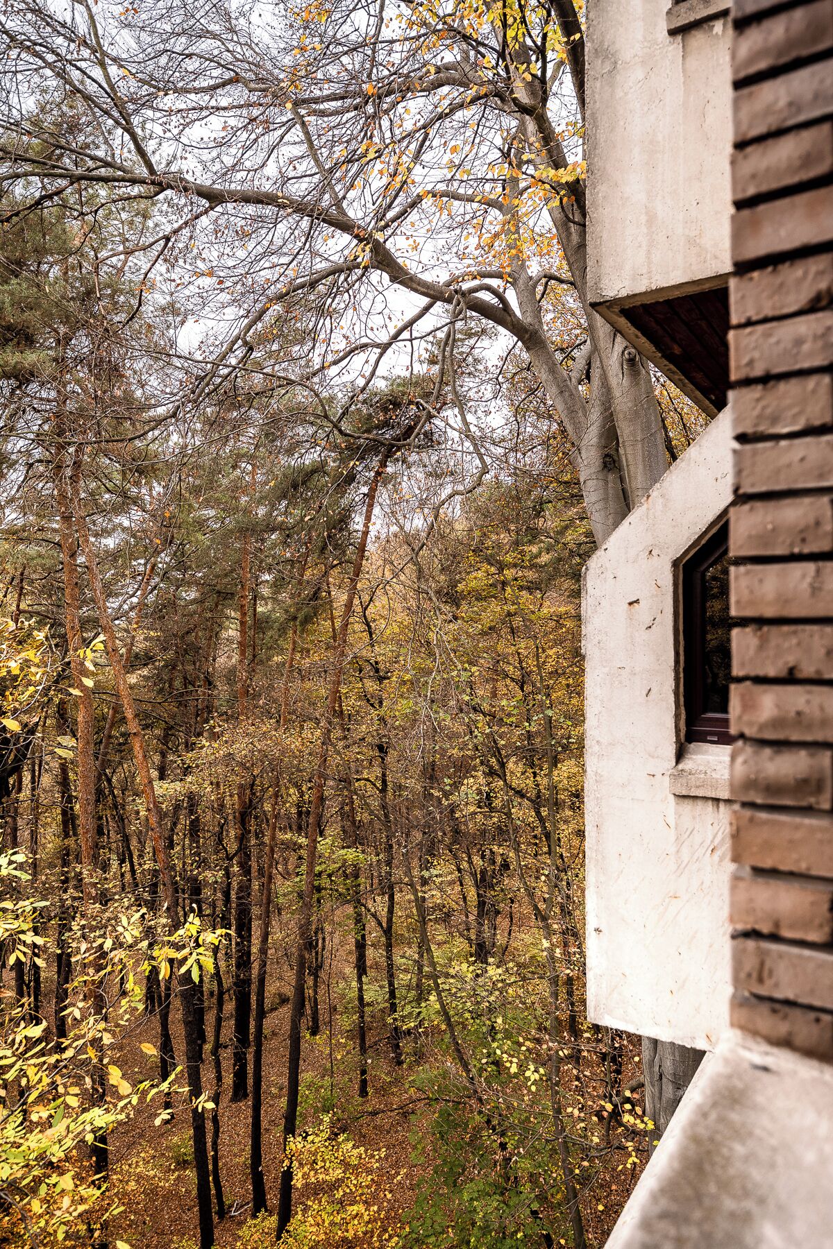 Photo - Forest Hotel