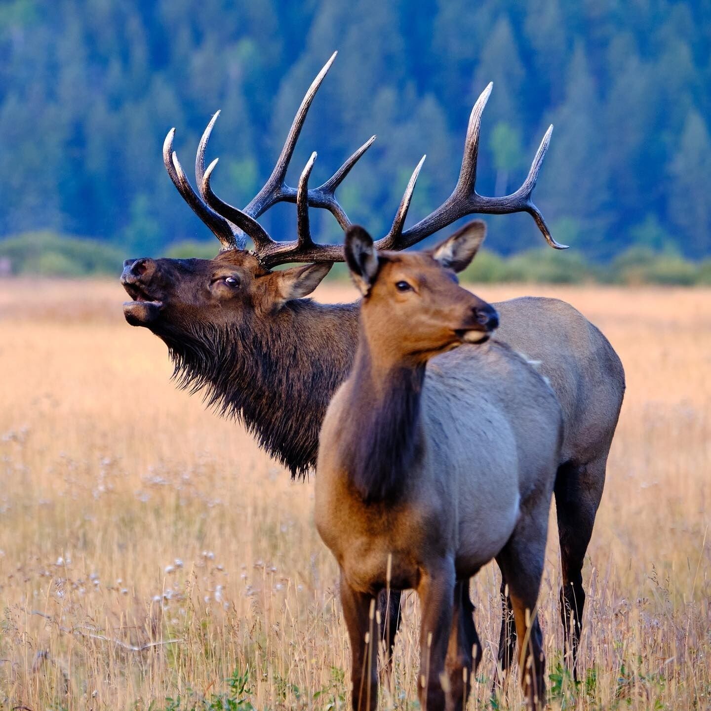 Dos alces de pie en un campo con un bosque al fondo.