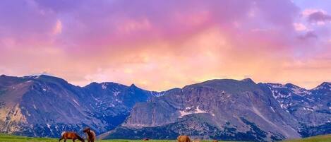 A mountainous landscape with grazing cattle and a clear sky.