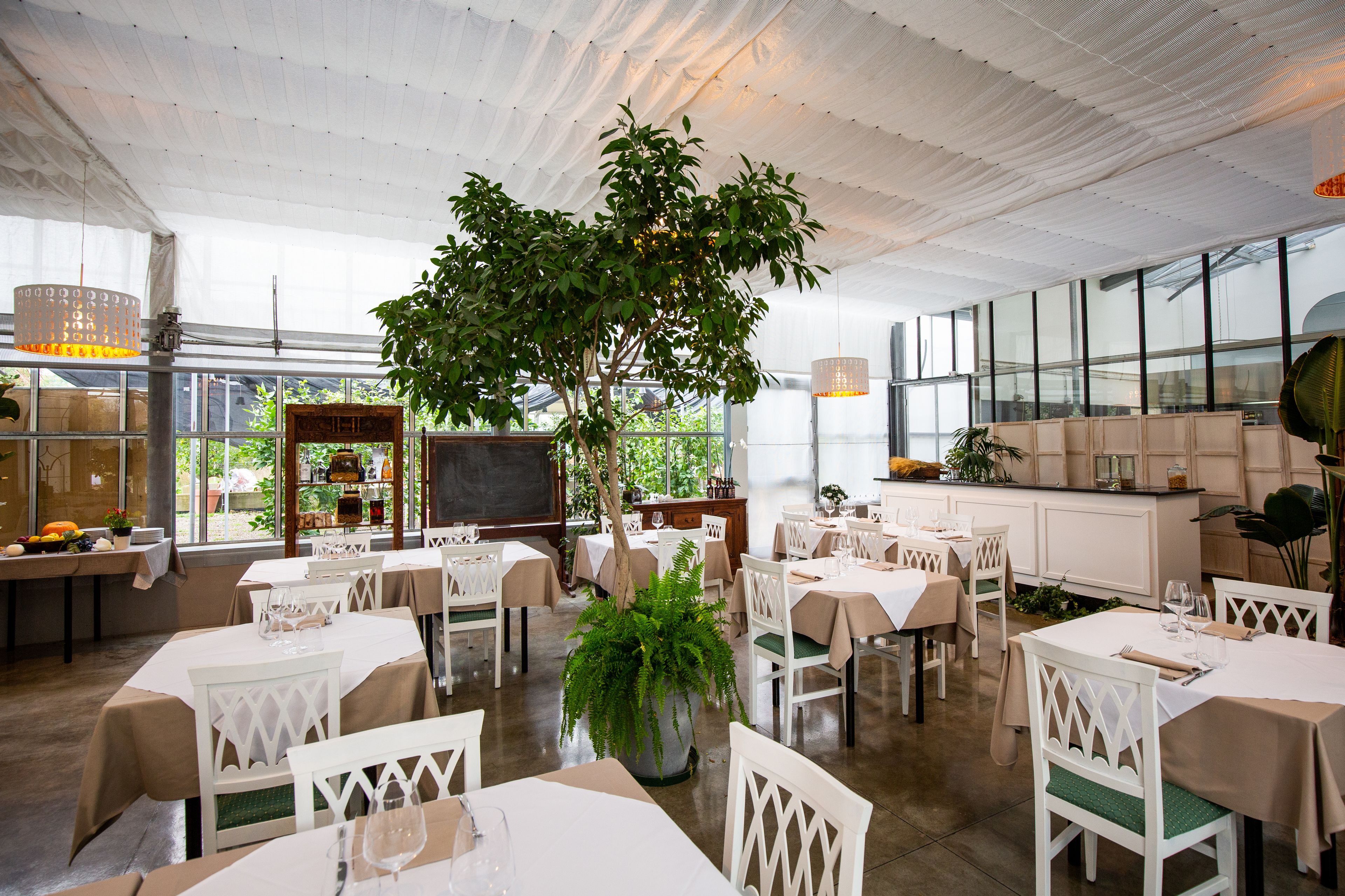 A restaurant with white tables and chairs, a large potted plant, and a view of the outdoors through large windows.