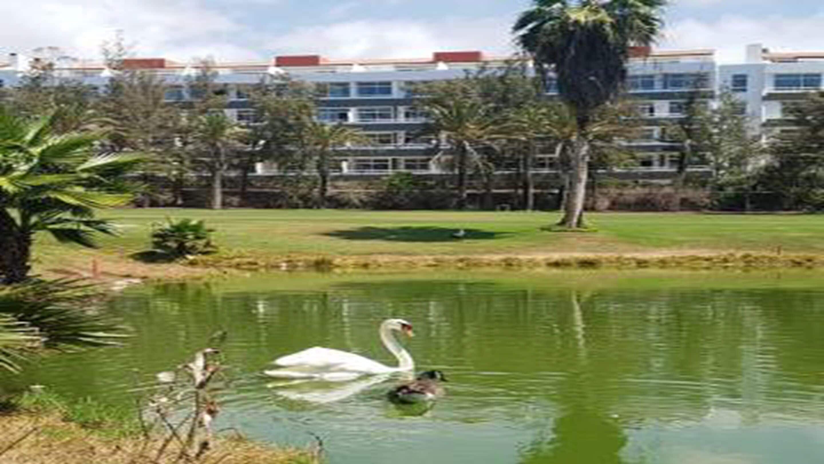 Un estanque tranquilo con cisnes, rodeado de un césped cuidado y un edificio con múltiples ventanas al fondo.