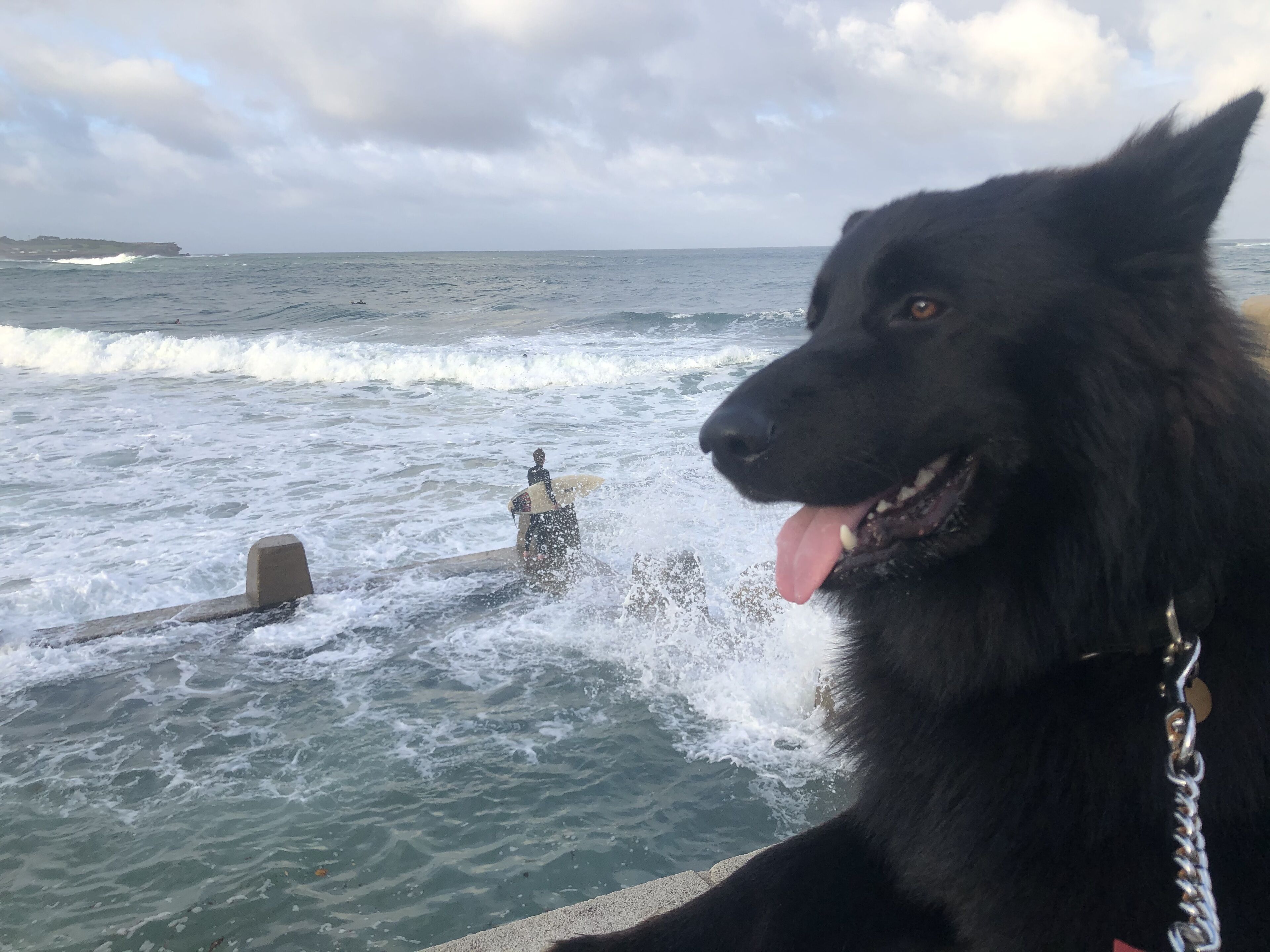 kookaburra beach house coogee - striking 2 bed apt - perfect location near beach — image 22