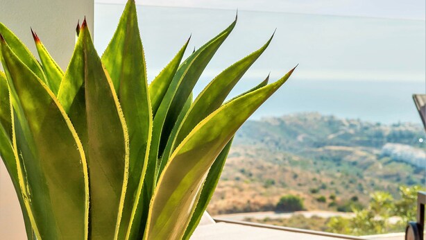 Een kamerplant agave op een balkon met uitzicht op een glooiend landschap.