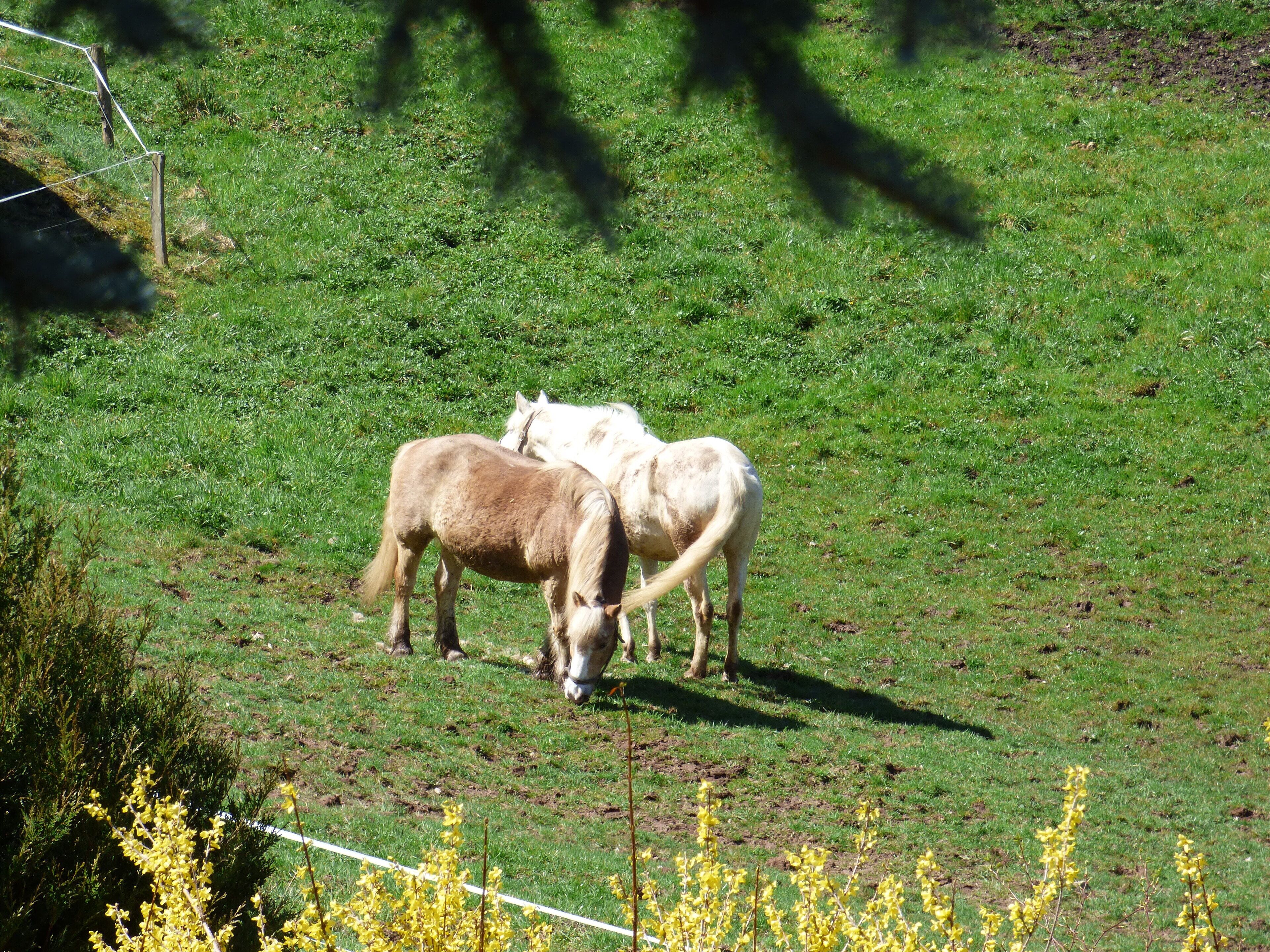 Zwei Pferde weiden auf einer Wiese, im Hintergrund ist ein Zaun zu sehen.