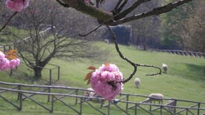 A branch with pink flowers and a fenced area with sheep in the background. - CHARME AND RELAX HISTORIC HOUSE ON THE HILL (Torino)