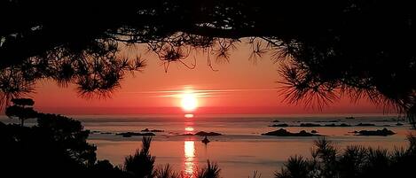 Tramonto sul mare calmo, con le sagome degli alberi che incorniciano lo spettacolo.