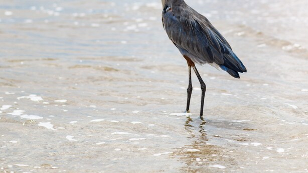 Een vogel staat in ondiep water nabij een strand, met gebouwen op de achtergrond.