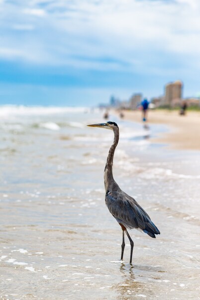 Special Pricing!   Beautiful 2 Bedroom / 2 Bath. Steps from the Gulf! 1st Floor!