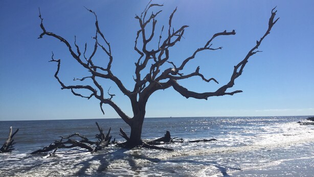 Un arbre sans feuilles, au bord de l’océan, sous un ciel dégagé.