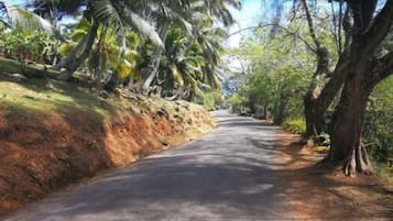 A paved road flanked by palm trees and vegetation.