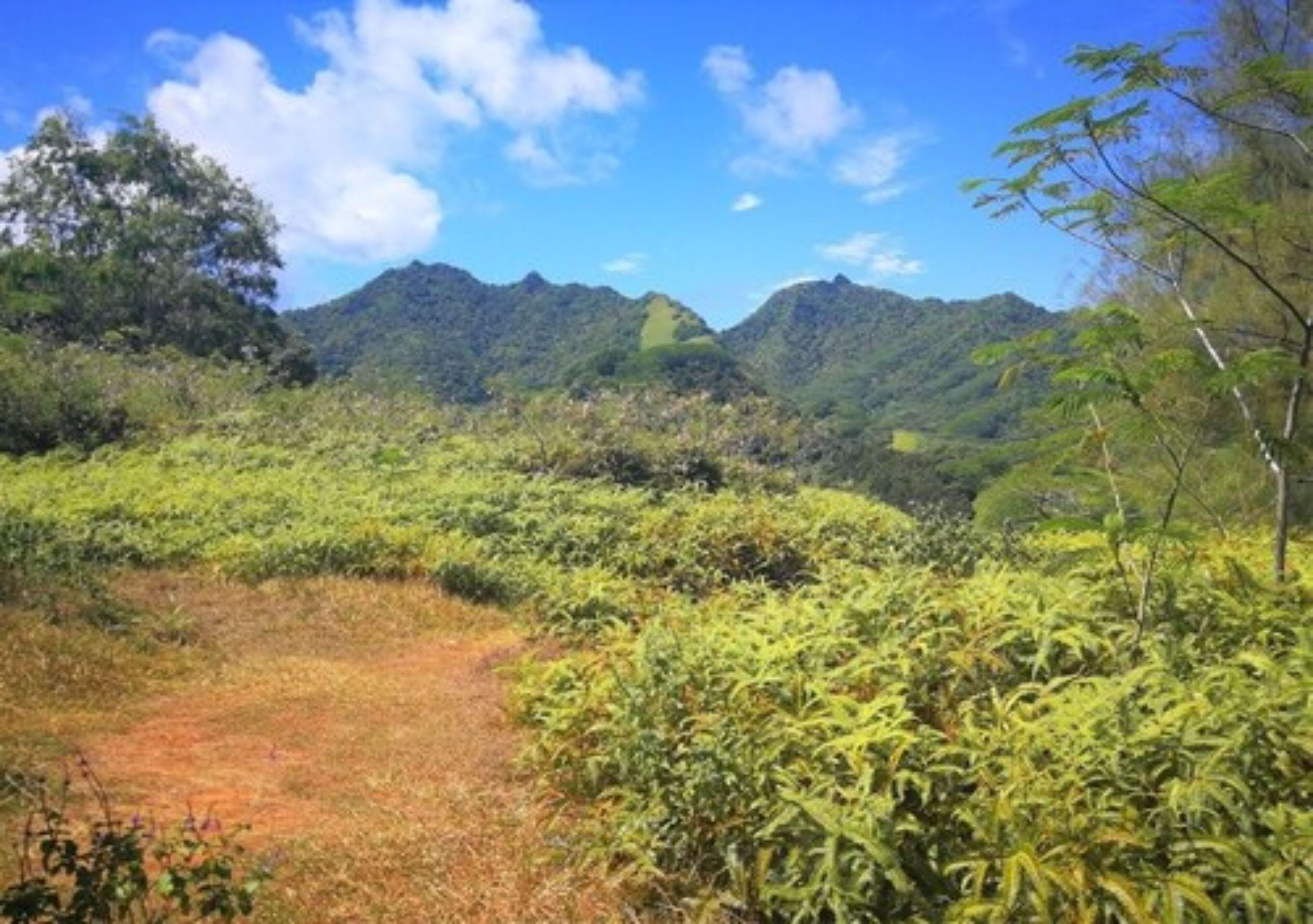 Un paisaje verde exuberante con un sendero de tierra que lleva hacia una cordillera.