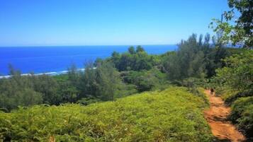 Un paisaje exuberante y verde con un sendero de tierra que se dirige hacia una masa de agua.