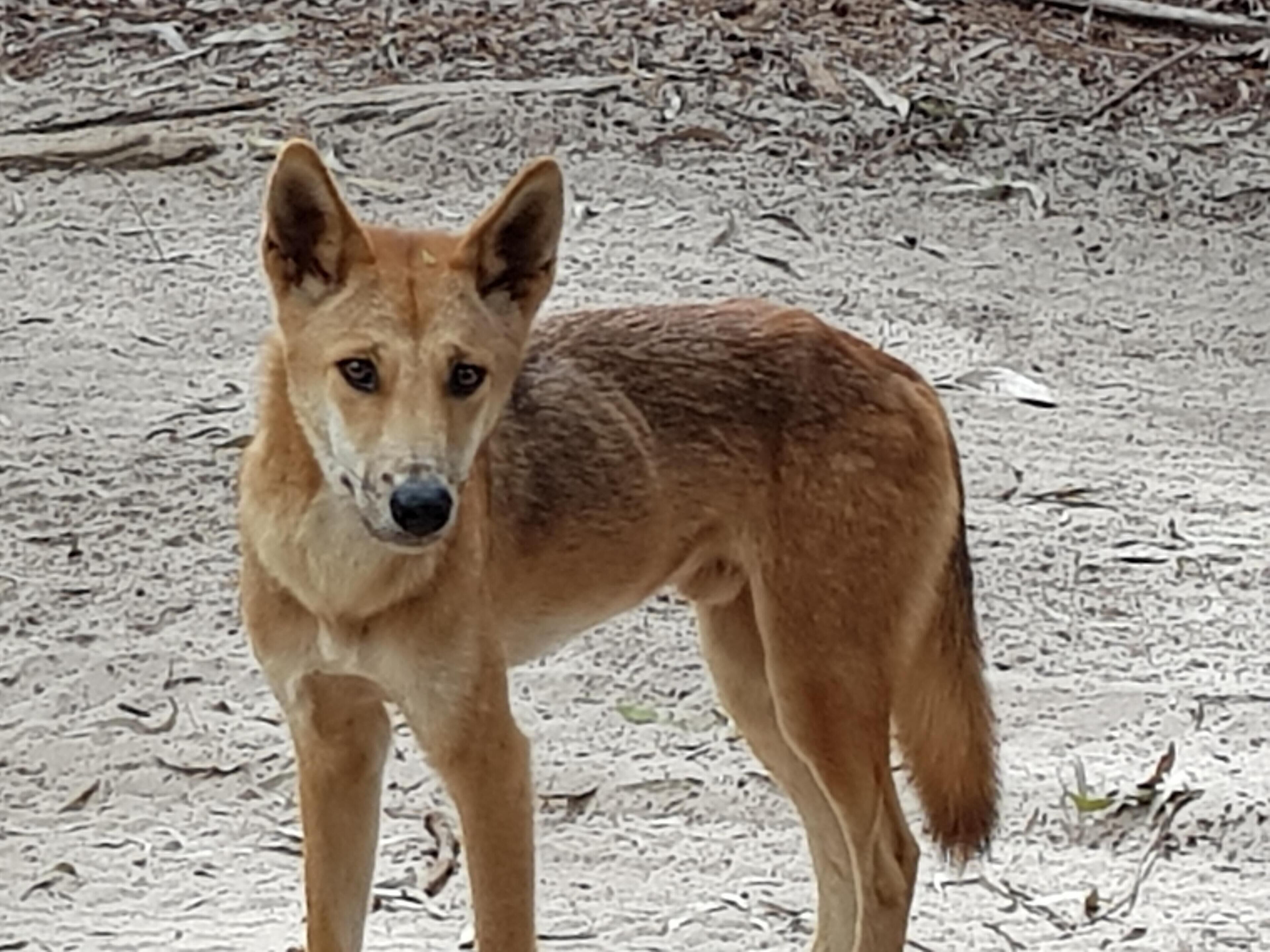 Un perro de pie sobre una superficie arenosa con poca vegetación.