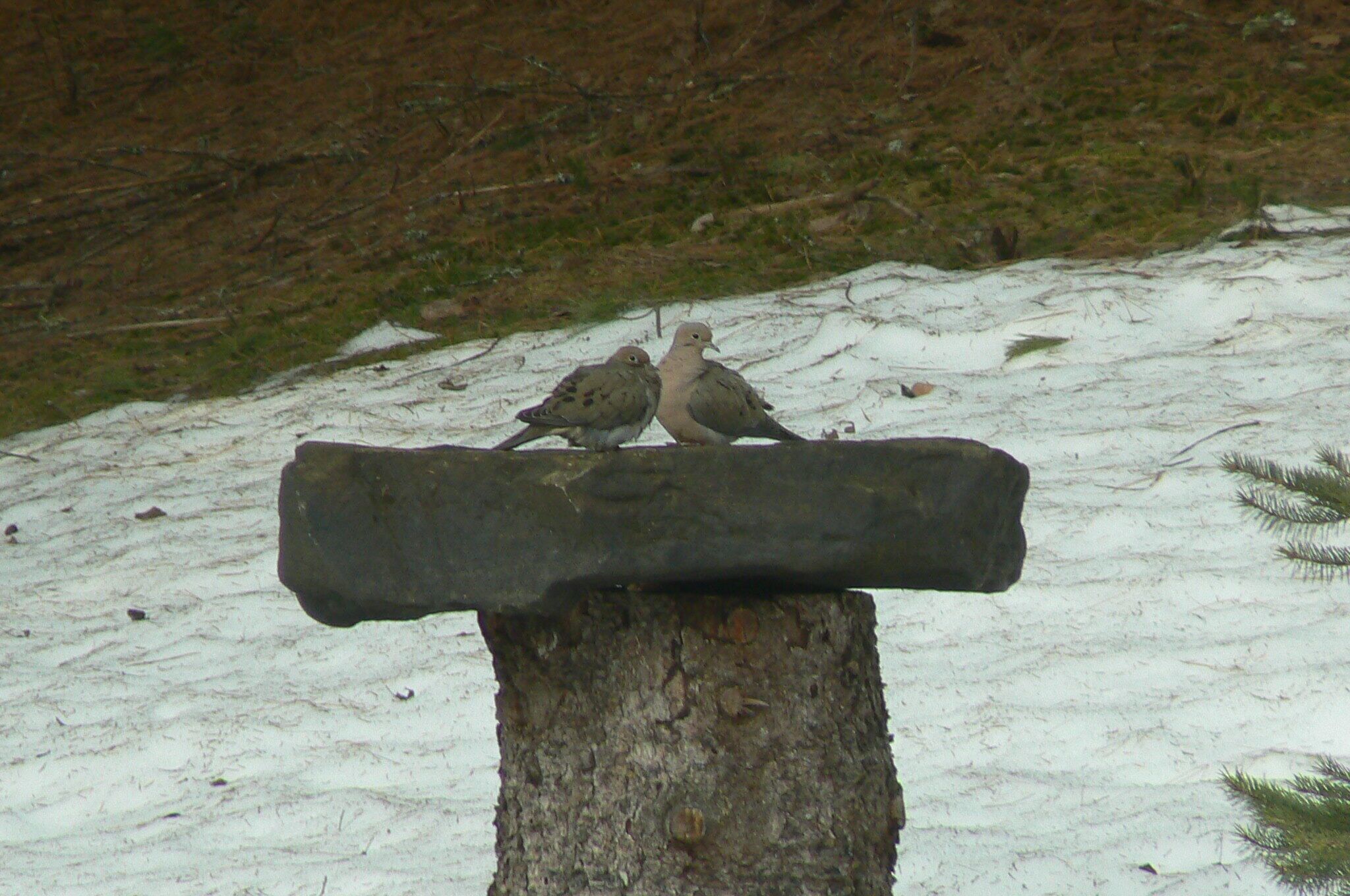Deux oiseaux étaient perchés sur une pierre plate, au sommet du tronc d’un arbre.