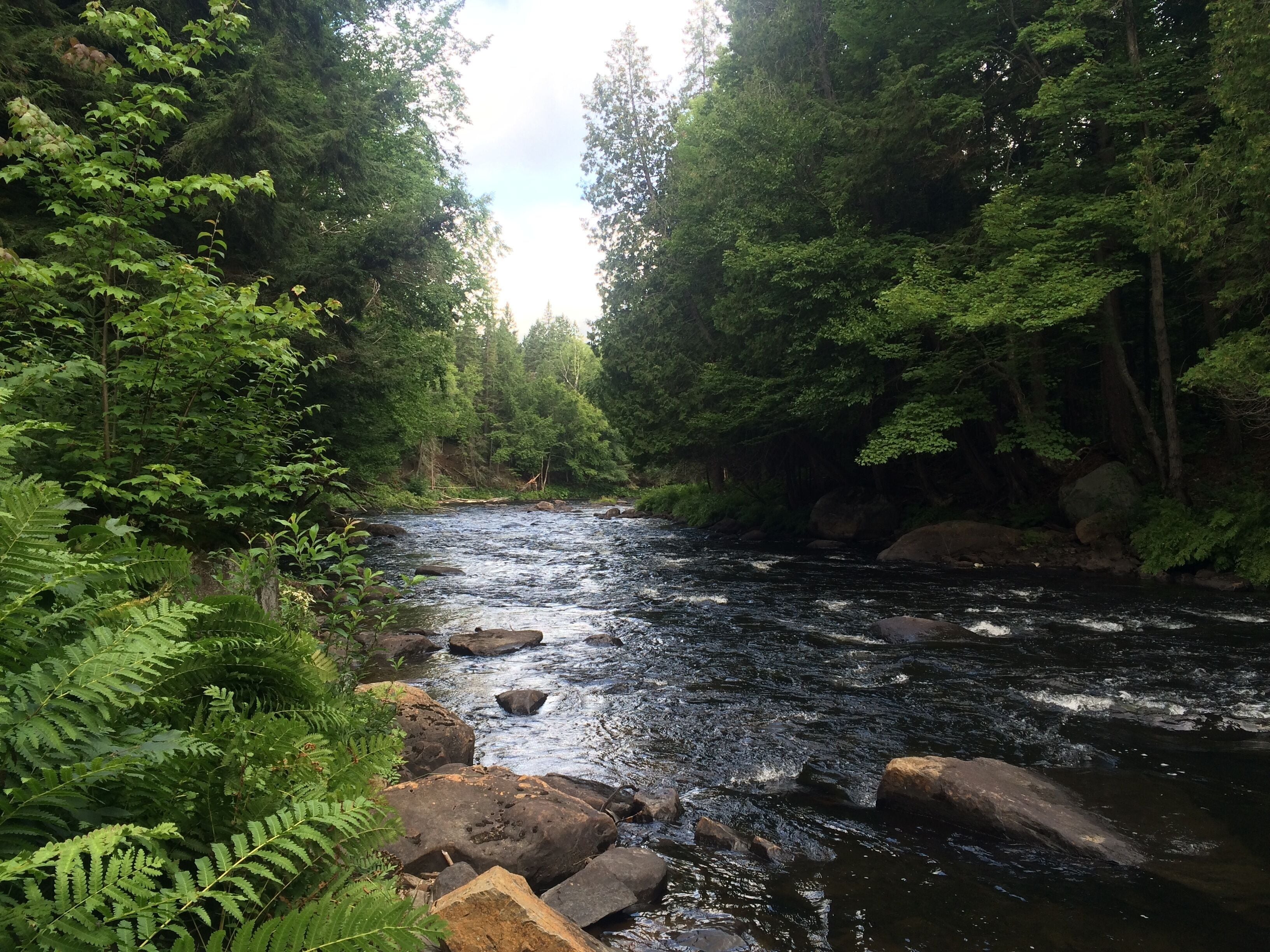 Une rivière qui traverse une zone boisée, avec des rochers et des fougères sur ses rives.