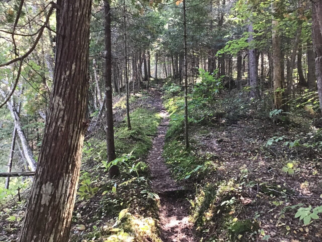 Une zone boisée avec un sentier étroit et non pavé.