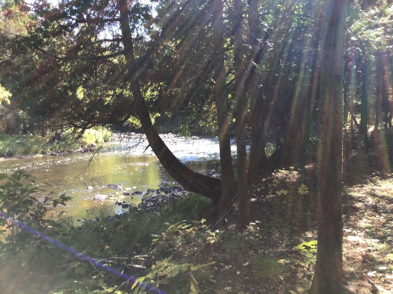 A natural setting with a body of water, trees, and sunlight filtering through.