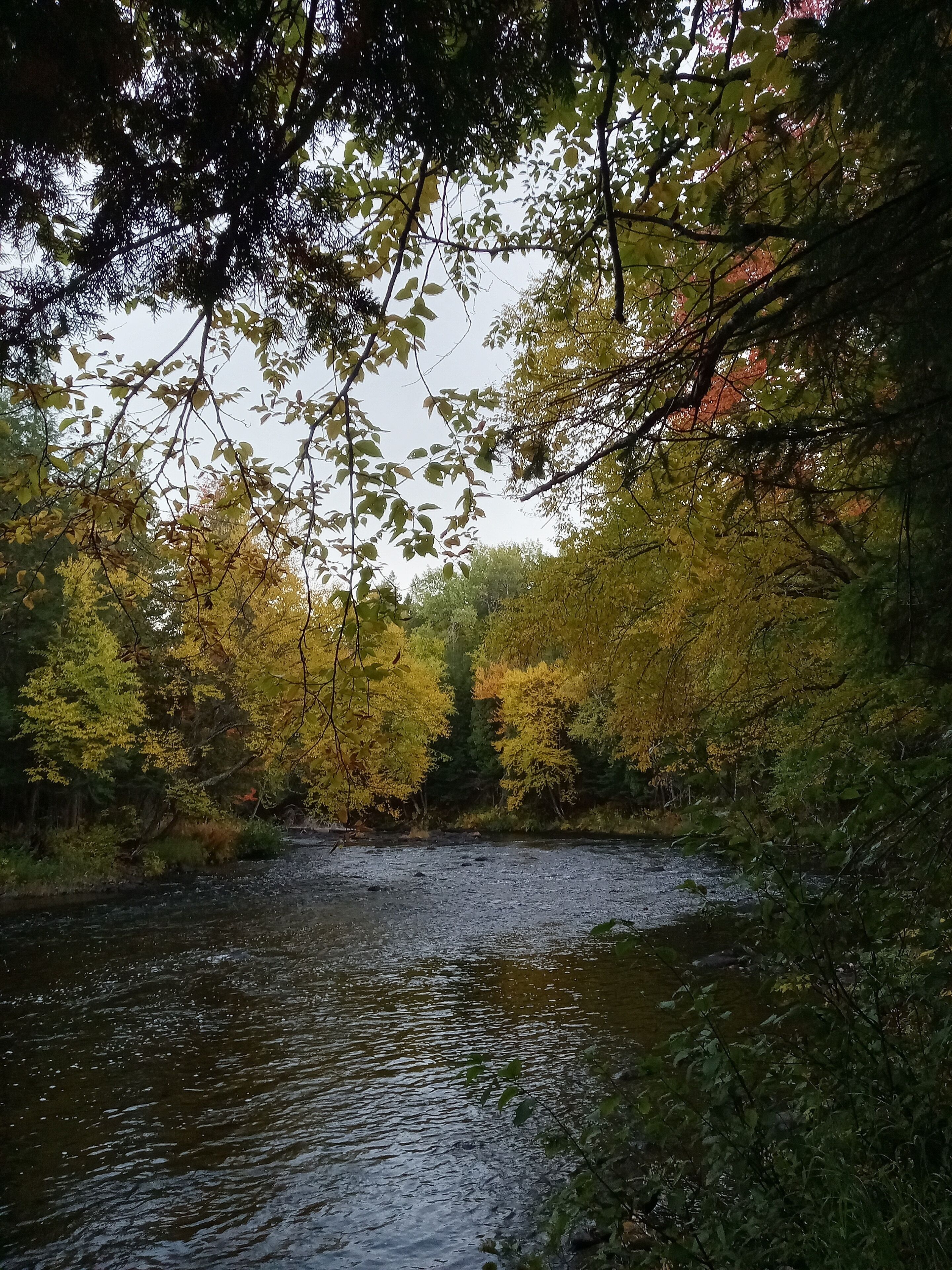 Un río serpentea por una zona boscosa con vegetación densa y árboles.
