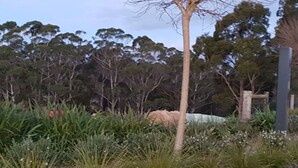 A landscaped garden with various plants and a wooden structure. - Lockleigh Park - Escape to the Country (Lebrina)