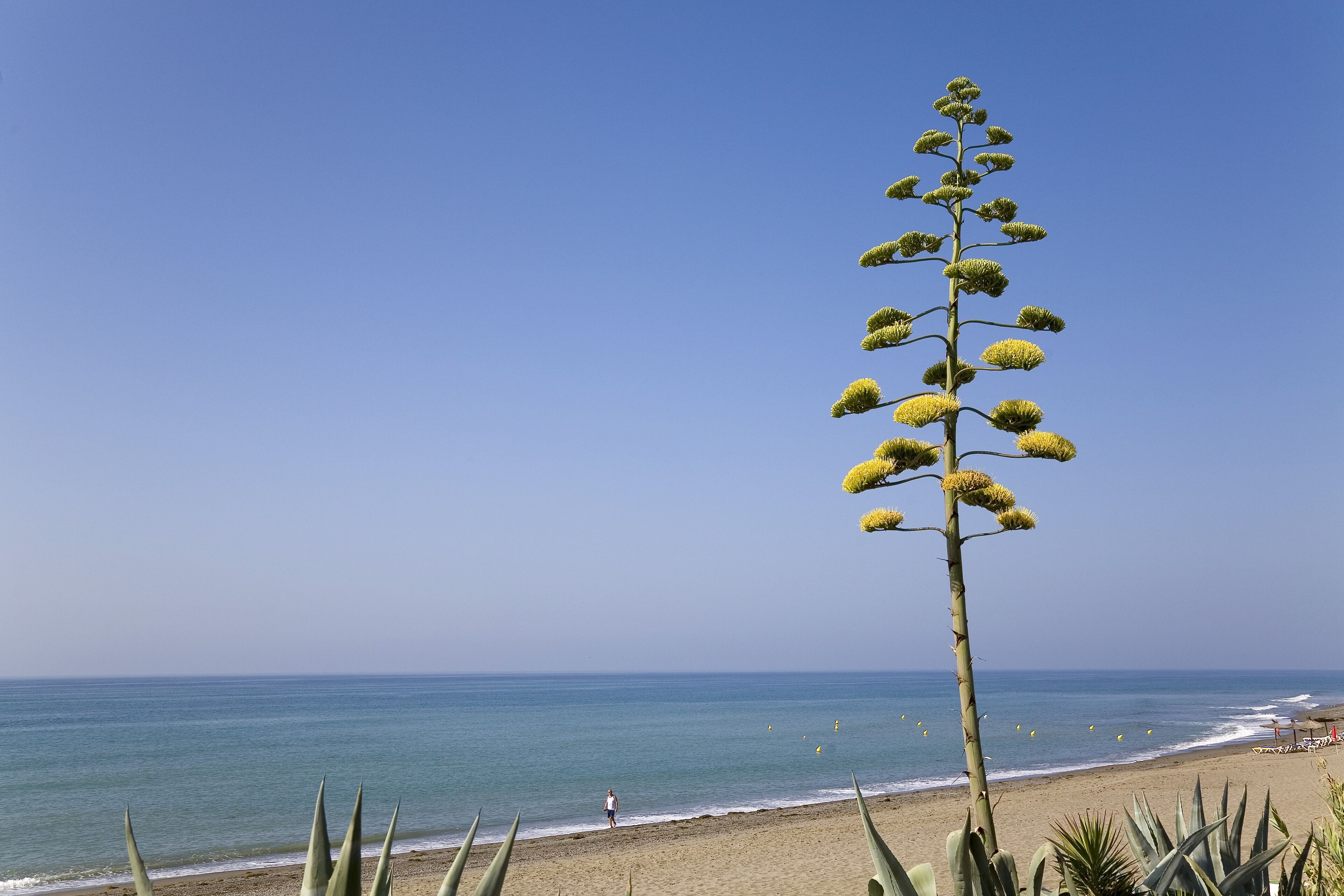 Een strand met een hoge plant op de voorgrond en een helderblauwe lucht.
