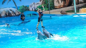 Een dolfijnenshow met trainers en dolfijnen in een zwembad.