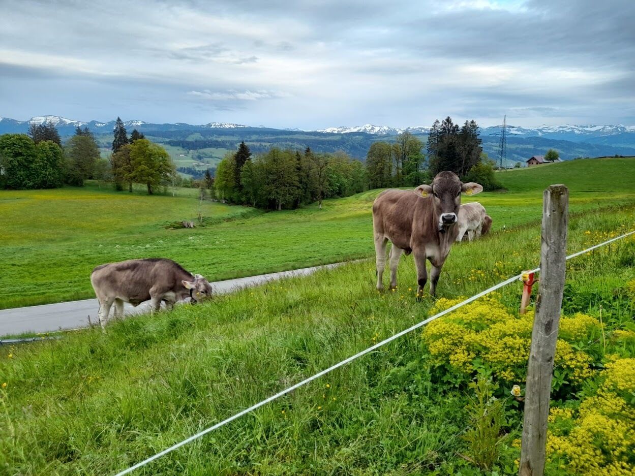 das Westallgäu
