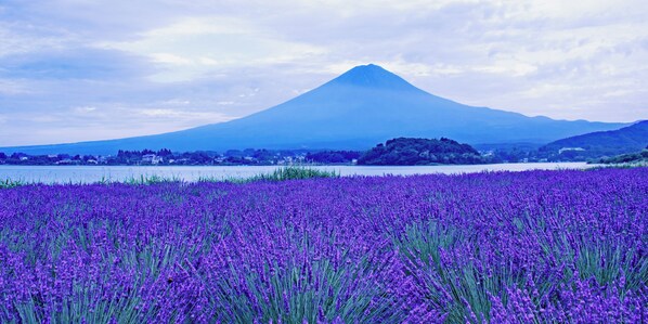 Un campo de flores púrpuras con una montaña al fondo.