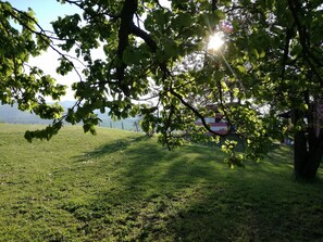 Tuin