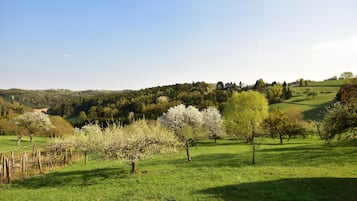 A rural landscape with green fields, trees, and a distant hill.
