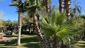 Un jardin agrémenté de palmiers, une terrasse en bois et un mur de pierres.
