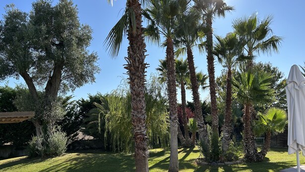 Un jardin agrémenté de palmiers, une terrasse en bois et un espace détente avec un parasol blanc.