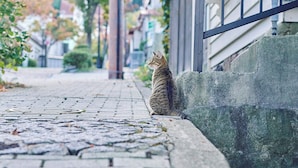 A tabby cat sitting on a stone ledge next to a building. - SMALL TOWN HOTEL Hakodate (Hakodate)