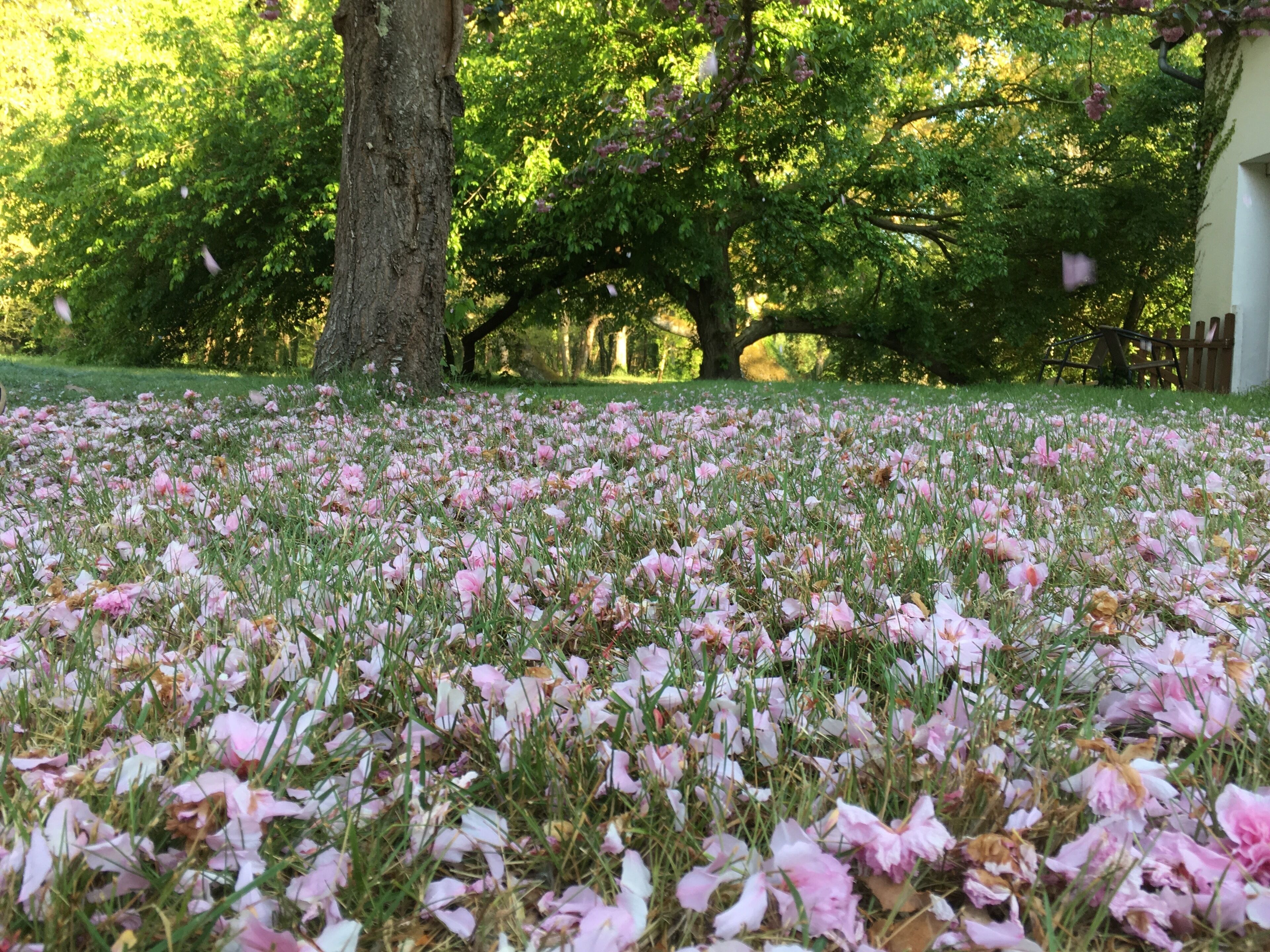 Un parc avec un grand arbre et un champ de fleurs roses.