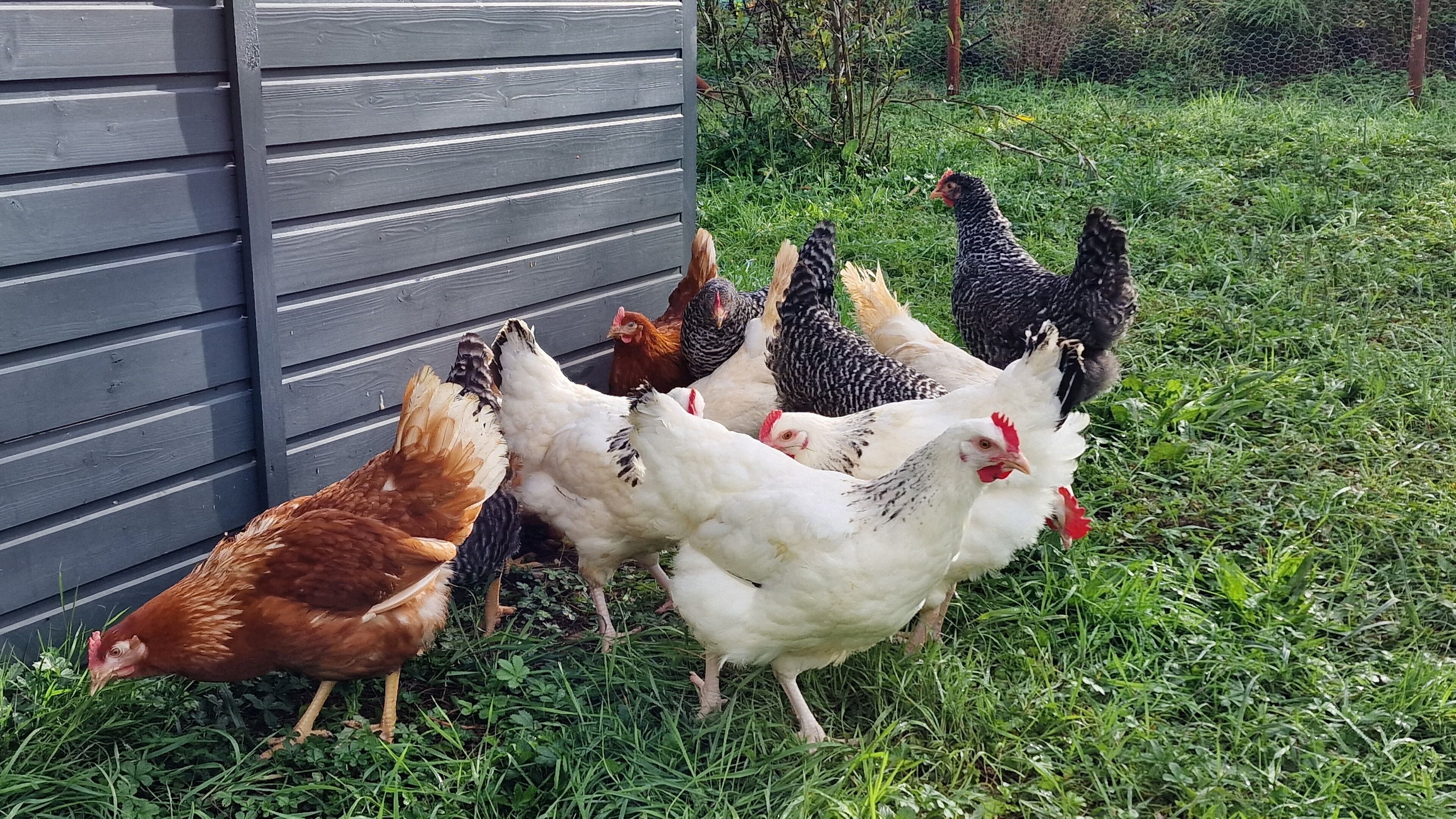 Un grupo de gallinas cerca de una estructura de madera.