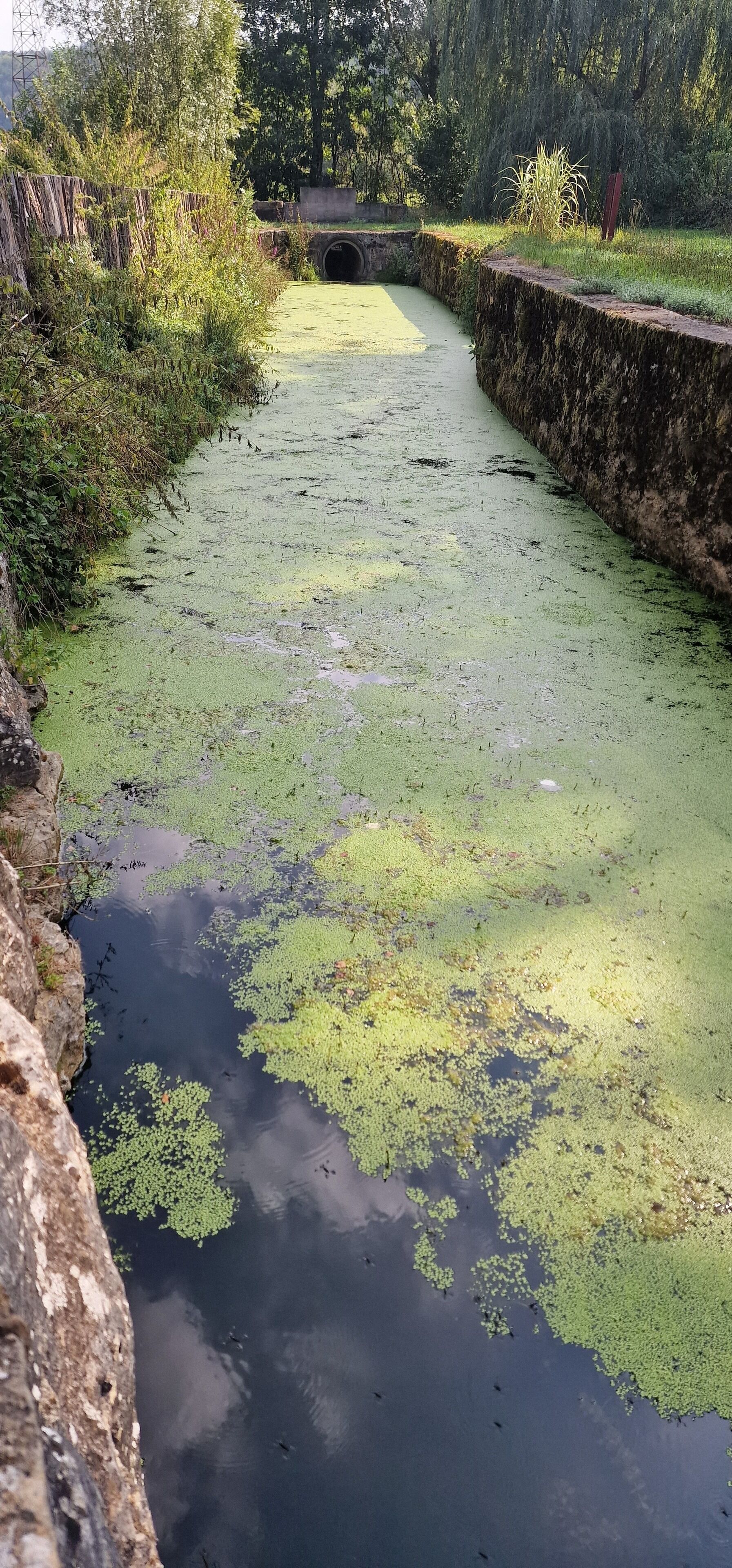 Un étroit canal d’eau, bordé d’algues vertes, et entouré de murs de pierre et de végétation.