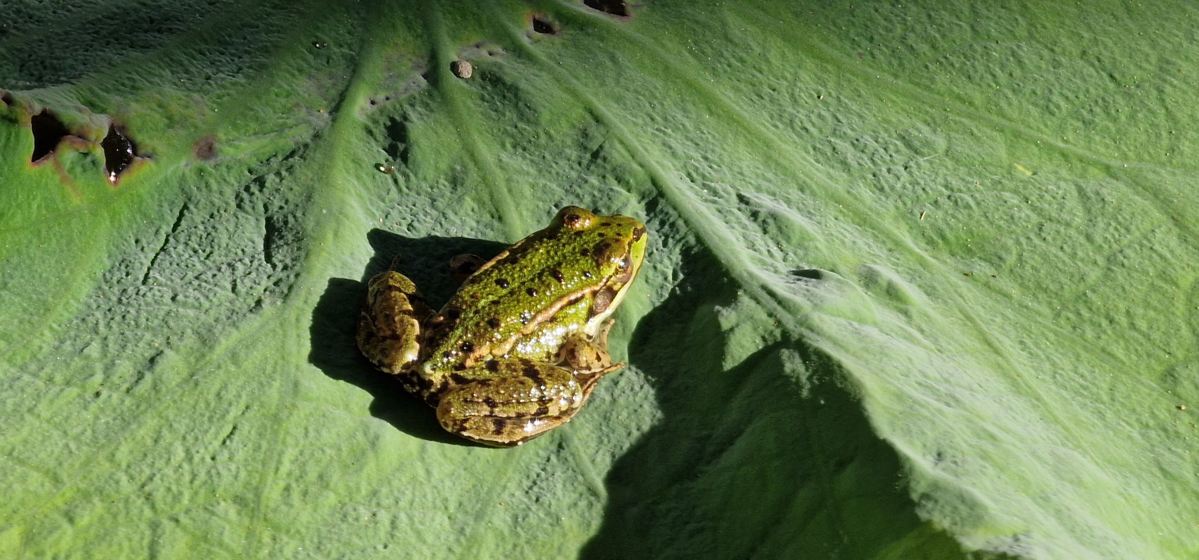 Ein Frosch auf einem grünen Blatt.