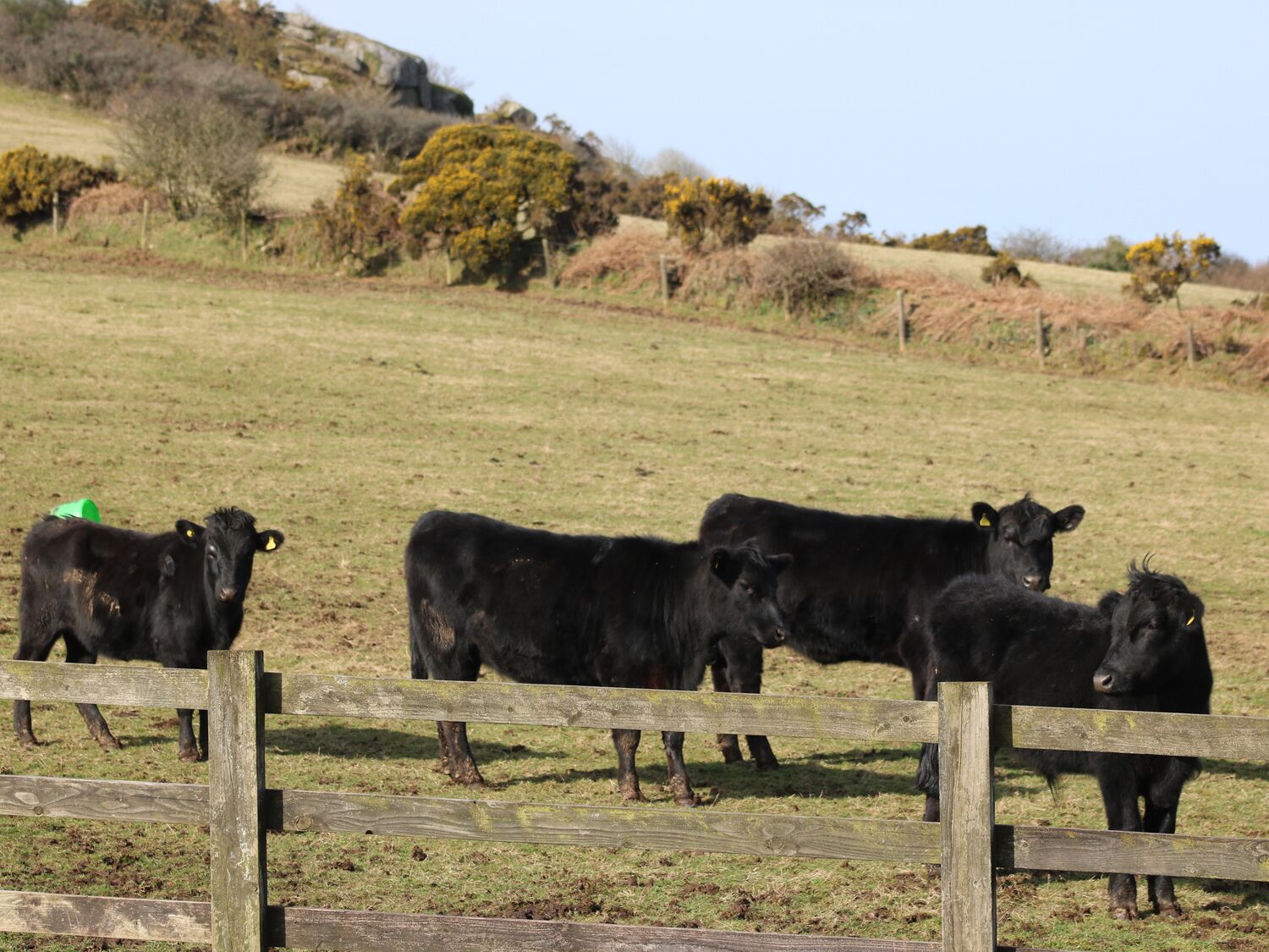 Un paysage rural avec une clôture en bois et plusieurs vaches noires dans un champ.