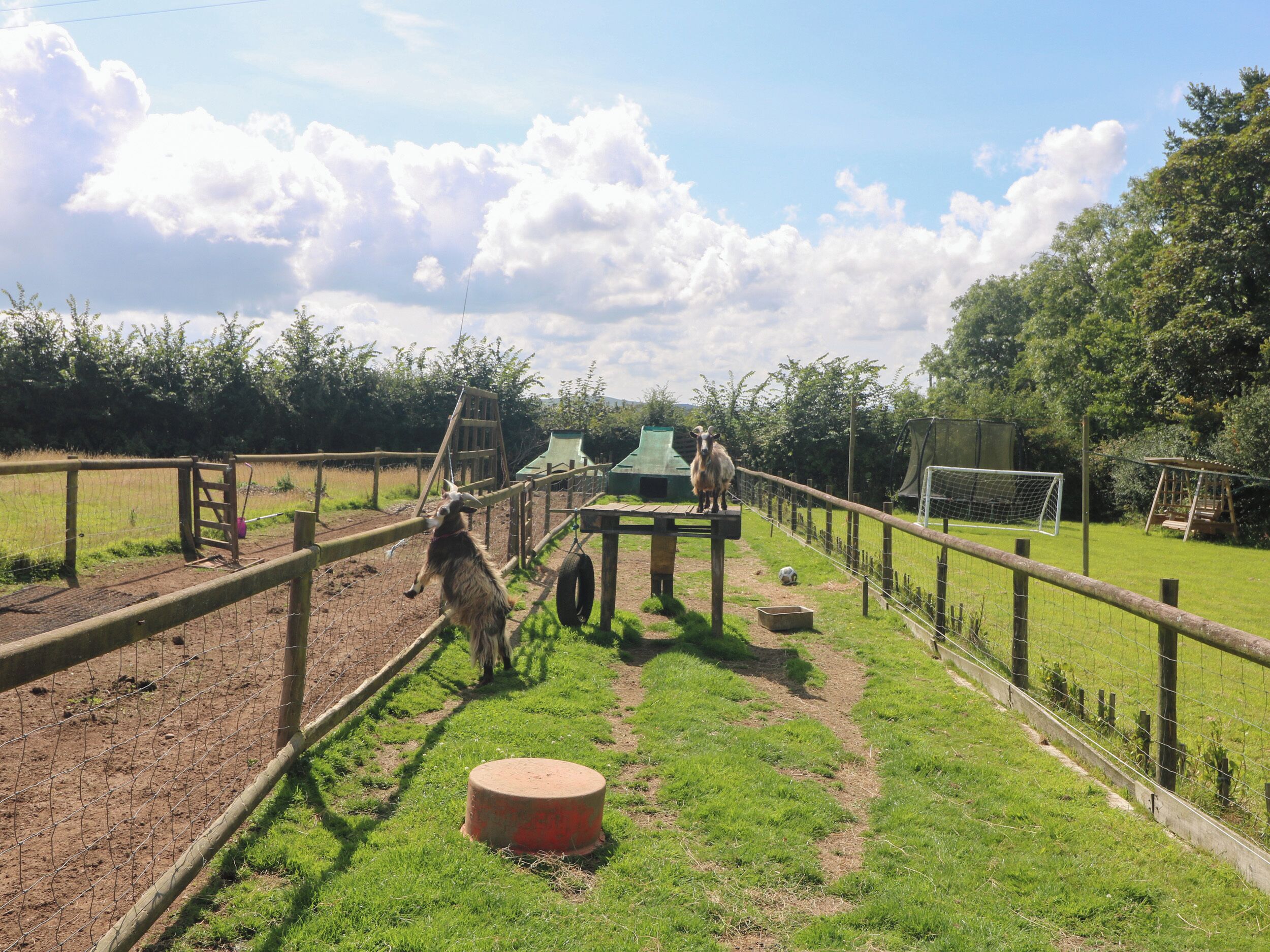 A fenced outdoor area with a goat, a wooden structure, and a soccer goal.