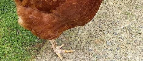 A chicken walking on a concrete path with grass and plants in the background.
