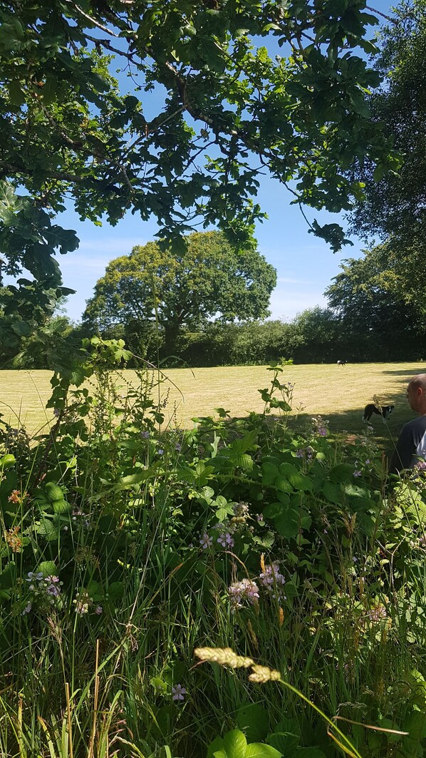 Eine Wiese mit Bäumen und einer Person in der Ferne.