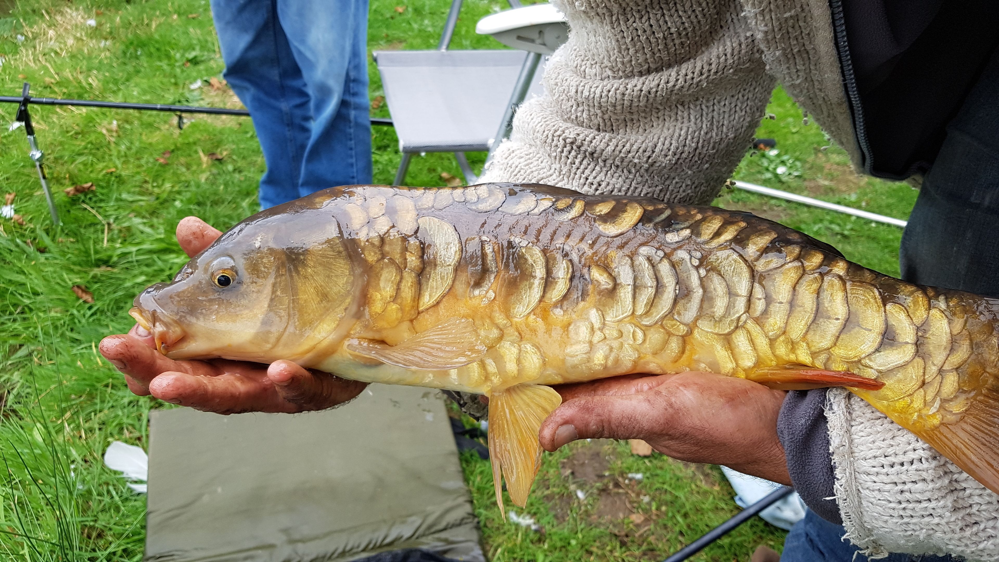 Uma pessoa segurando um peixe grande com corpo dourado e cabeça escura, ao ar livre na grama.