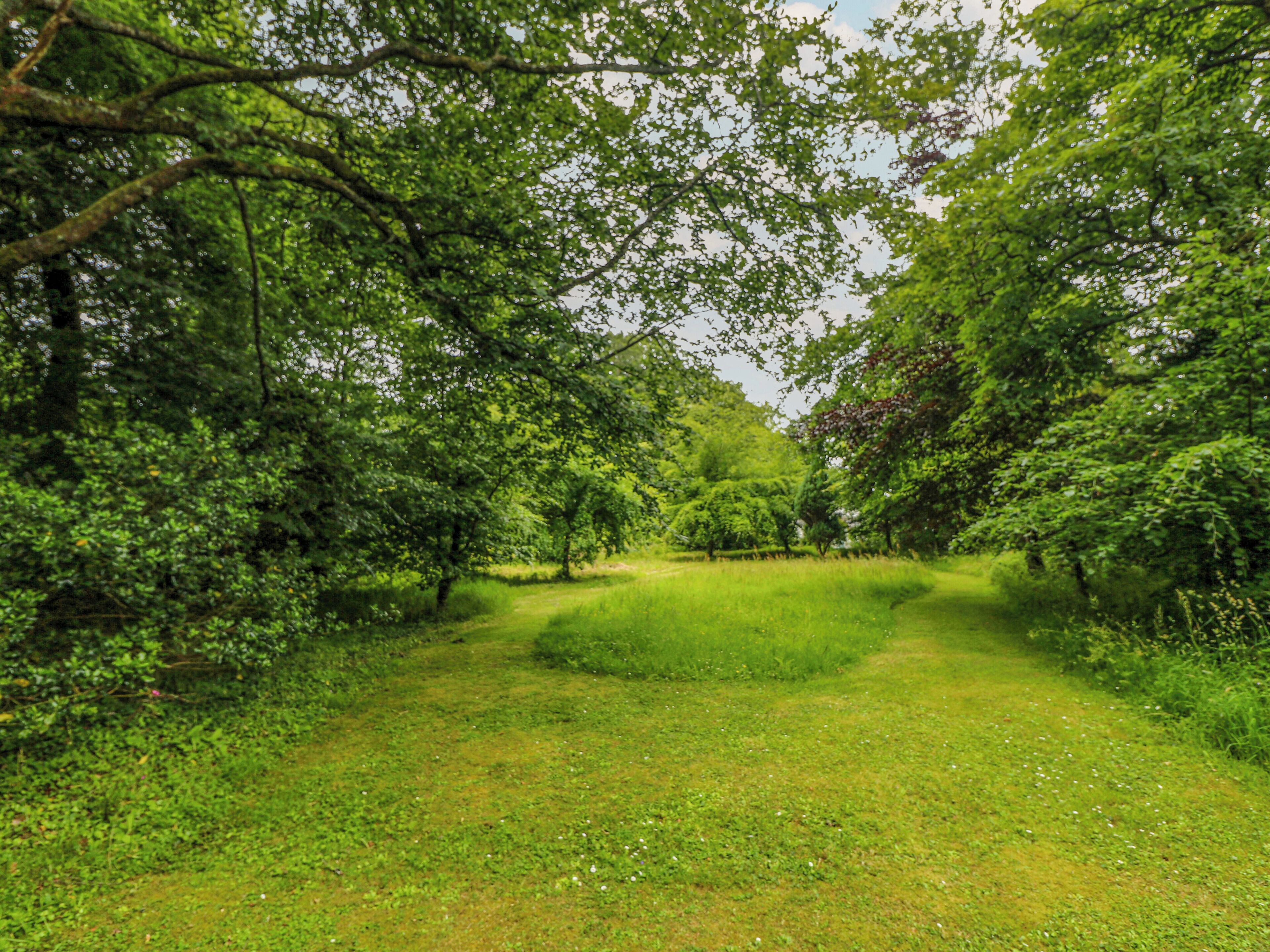 Üppige grüne Landschaft mit einem grasbewachsen Pfad, umgeben von dichten Bäumen.