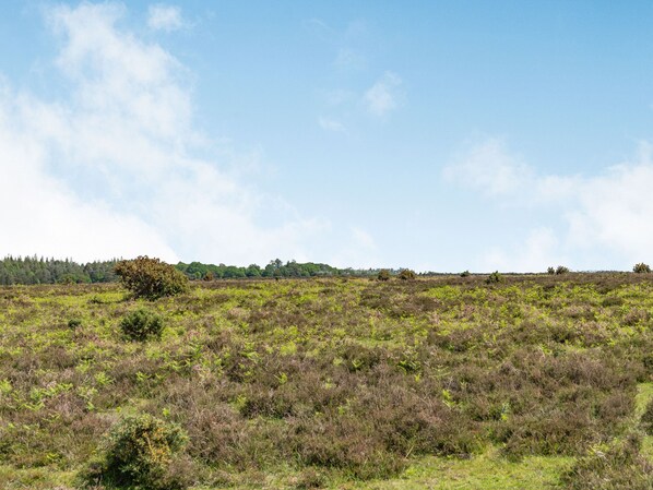 Un paisaje natural con un campo cubierto de hierba y un árbol en primer plano.