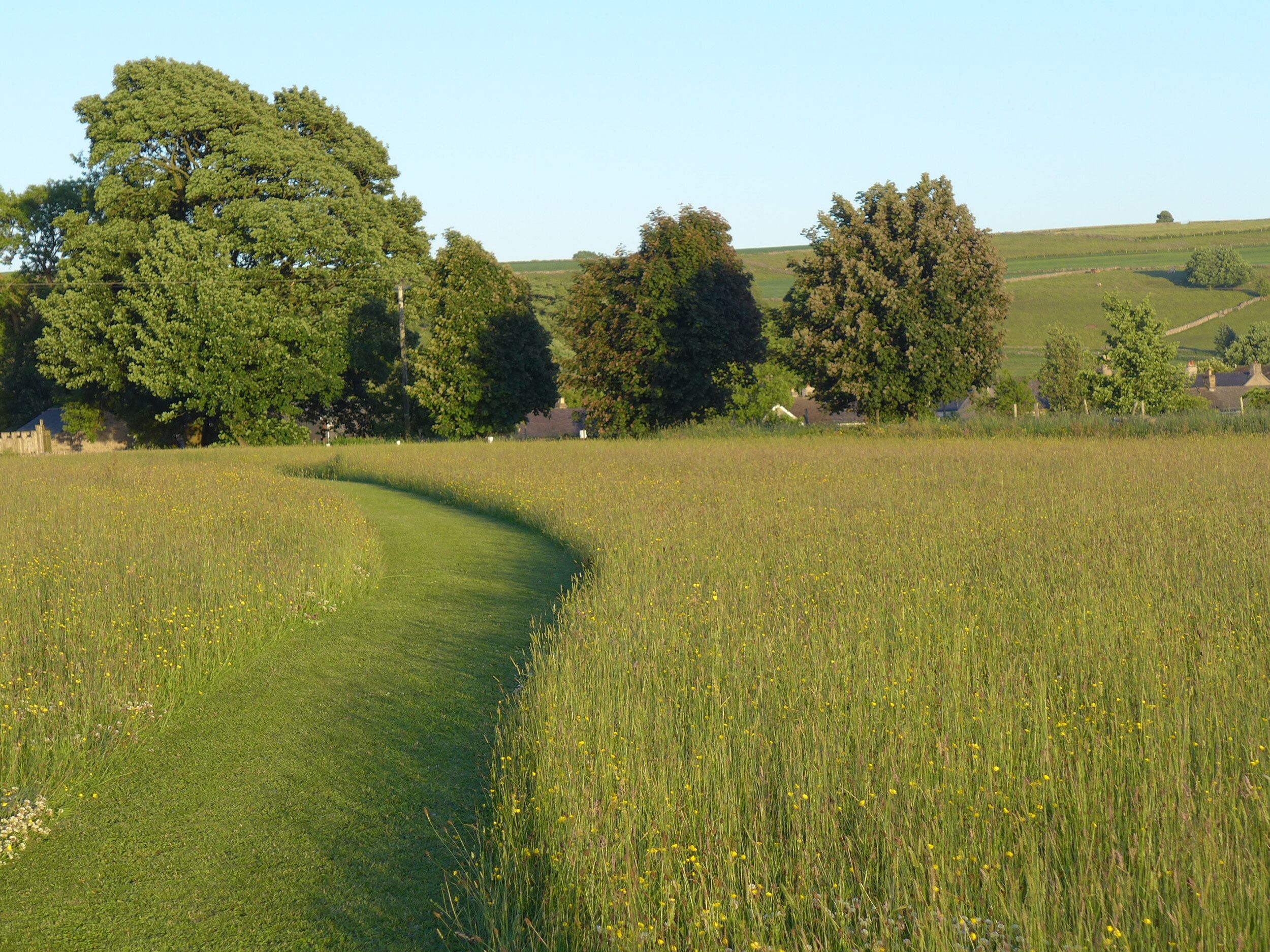 A rural landscape with a curved path through a field of grass and wildflowers, surrounded by trees and distant houses.