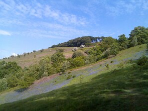 A grassy hillside with scattered trees and a clear sky.