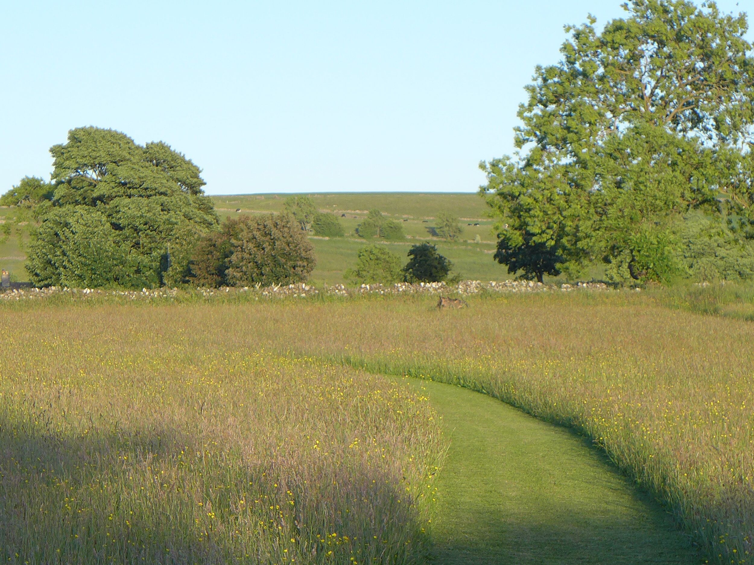 Een landelijk landschap met een grasveld, bomen en een stenen muur.