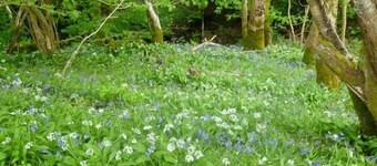 Hendre Aled Cottage 1