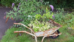 A rusty wheelbarrow filled with plants and flowers, placed on grass near a garden path.