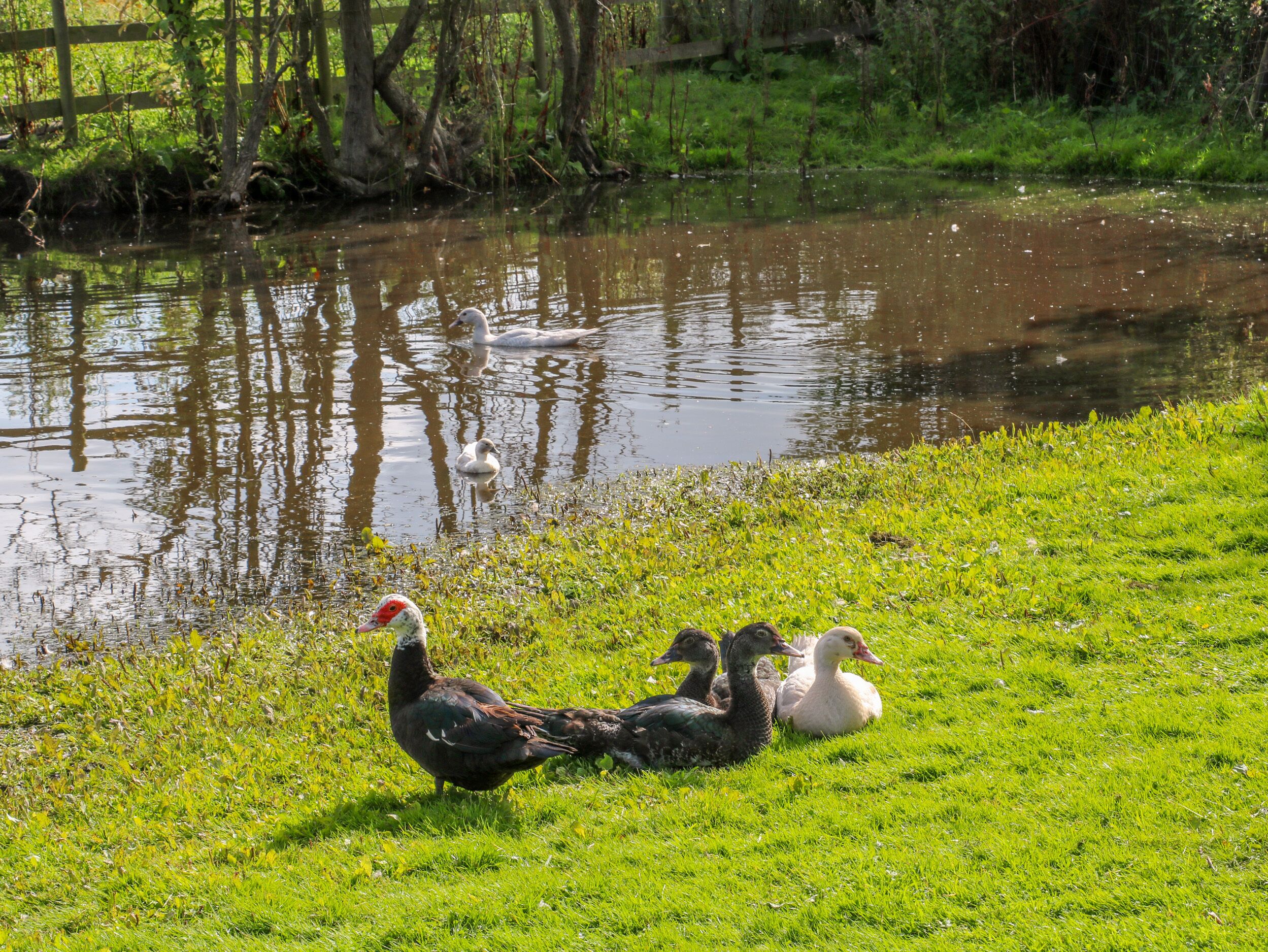 A pond with ducks and geese on the grass.
