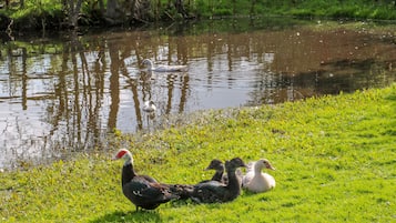 A pond with ducks and geese on the grass.